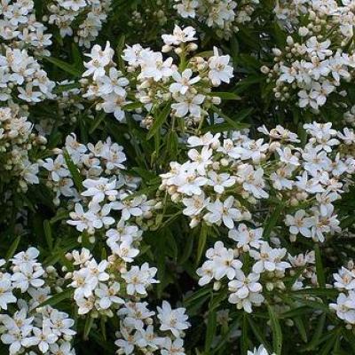 Choisya 'Aztec Pearl'