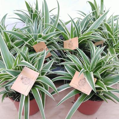 Chlorophytum com. 'Ocean'