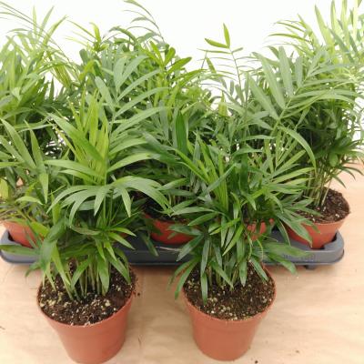 Chamaedorea elegans