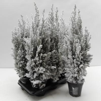 Chamaecyparis laws. 'Ellwoodii' met sneeuw