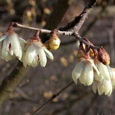 Chimonanthus praecox