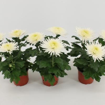 Chrysant 'Dirigée' -  5 bloemen