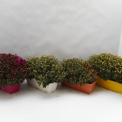 Chrysant in bloembak