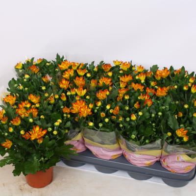 Chrysant 'Lysandra'  oranje-bruin