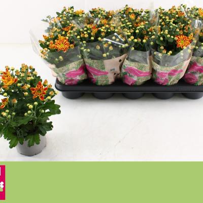 Chrysant 'Rainbow Circus'