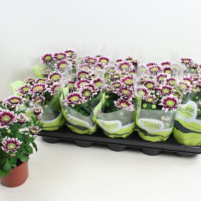 Chrysant Splash Rocker