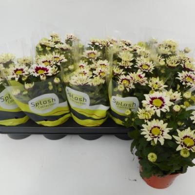 Chrysanthemum 'Splash Rocker'
