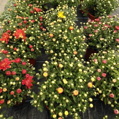 Chrysant tros klein  P 15