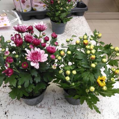 Chrysant tros klein