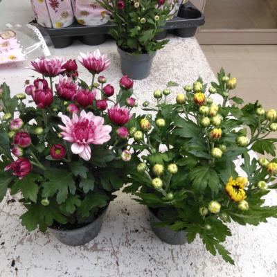 Chrysanthemum mix P12