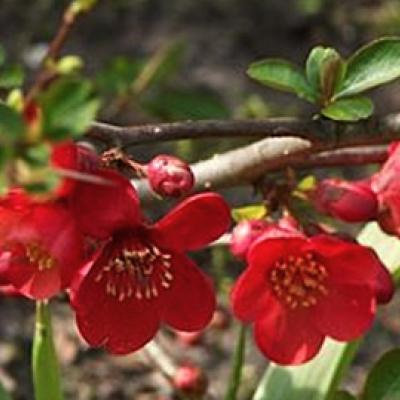 Chaenomeles sup. 'Etna'