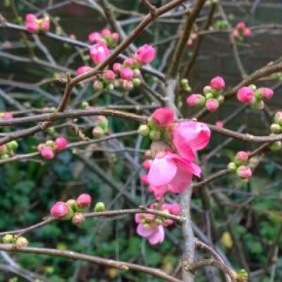 Chaenomeles sup. 'Pink Lady'