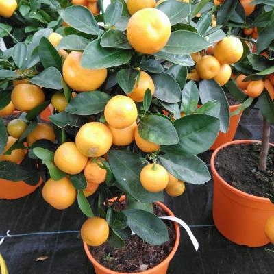 Citrus calamondin