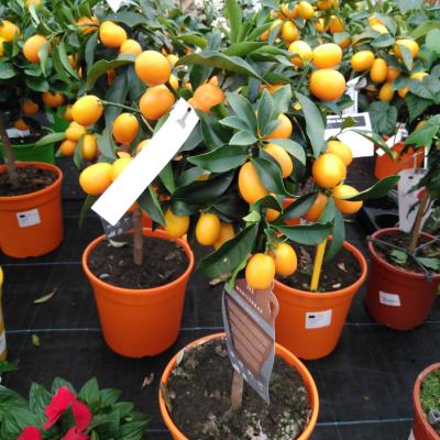 Citrus kumquat