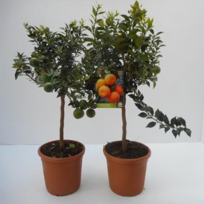 Citrus myrtifolia - Chinotto sinaasappel
