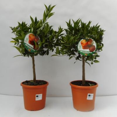 Citrus reticulata 'Mandarino'