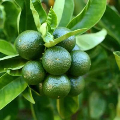 Citrus aurantifolia 'Lime Verde'