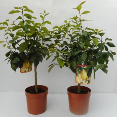 Citrus limone - Citroen op stam