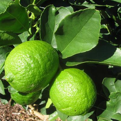 Citrus lemon 'Lime Green'