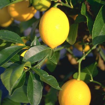 Citrus citroen 4 saisons