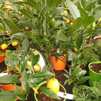 Citrus xlimon 'Meyer'