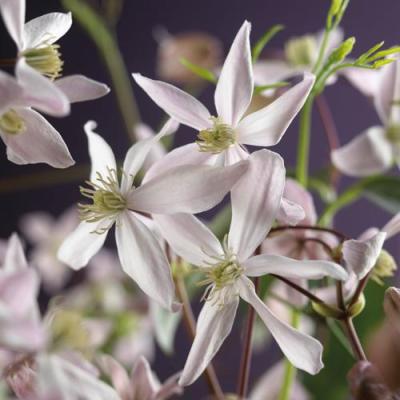 Clematis arm. 'Apple Blossom'