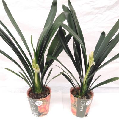 Clivia Miniata