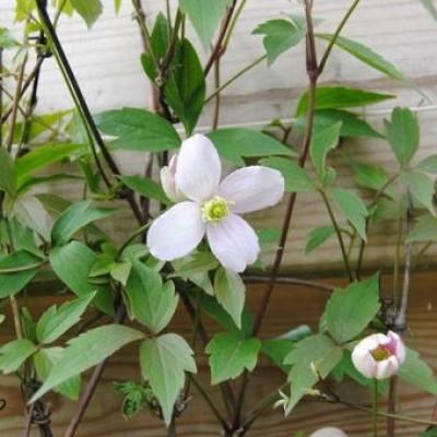 Clematis montana 'Pink Perfection'