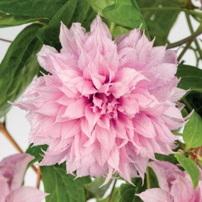 Clematis 'Multi Pink'®