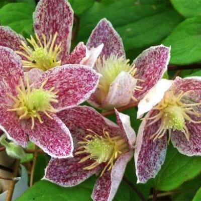 Clematis cirrhosa 'Freckles'