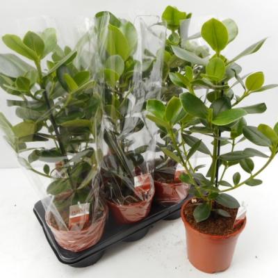 Clusia rosea 'Princess' vertakt - PROMO