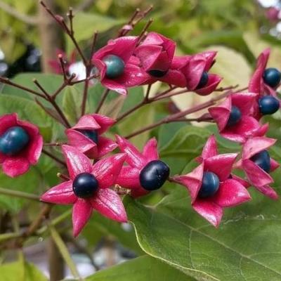 Clerodendrum trichotomum fargesii