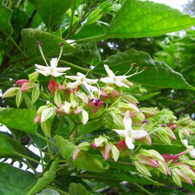 Clerodendrum trichotomum