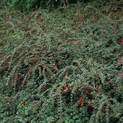 Cotoneaster apiculatus 'Blacklurn'