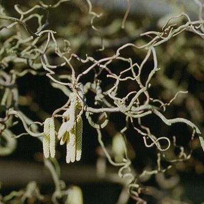 Corylus avellana 'Contorta'