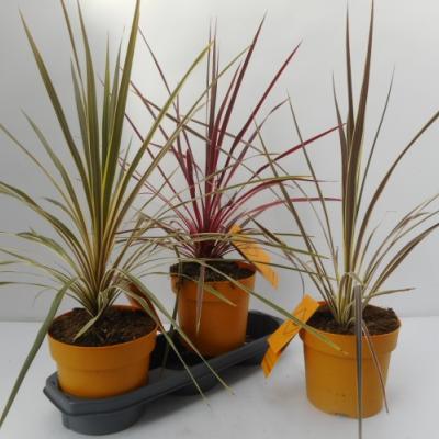 Cordyline australis 'Down Under' Mix