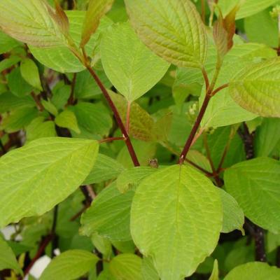 Cornus alba 'Kesselringii'