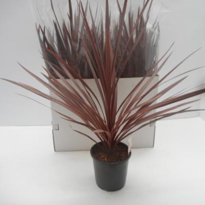 Cordyline australis 'Red Star'