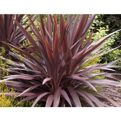 Cordyline austr. 'Red Star'