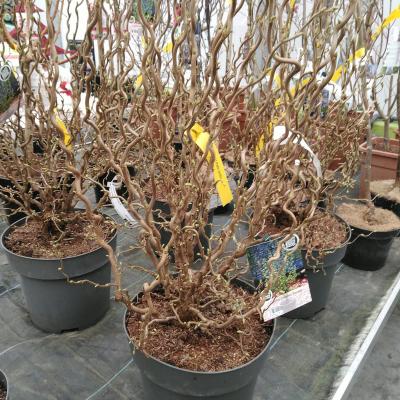 Corylus av. 'Scooter'®