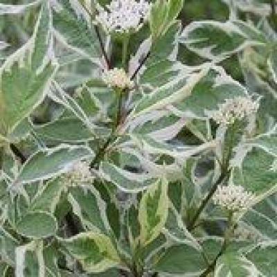 Cornus alba 'Sibirica Variegata'