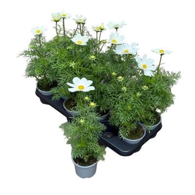 Cosmos bipinnatus Albus