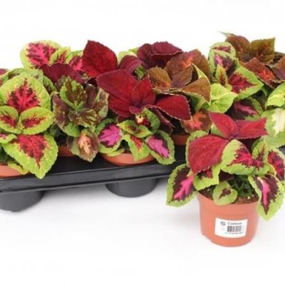 Coleus blumei mix