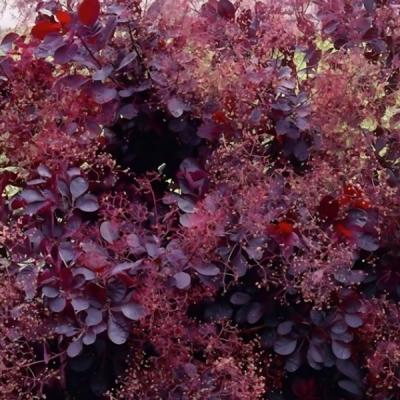 Cotinus cogg. Dusky Maiden ®