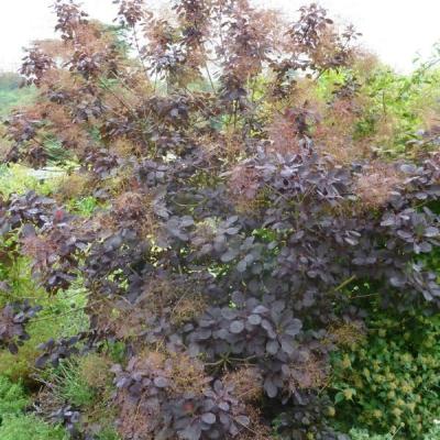 Cotinus cog. 'Royal Purple'