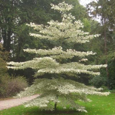 Cornus controversa 'Variegata'