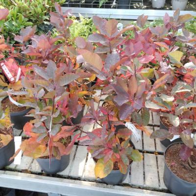 Cotinus dummer 'Grace'