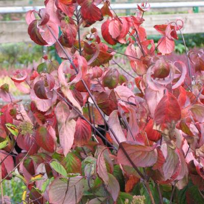 Cornus florida rubra