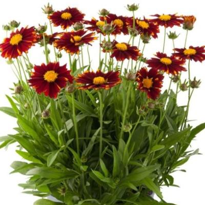 Coreopsis grandiflora 'Up Tick Red'