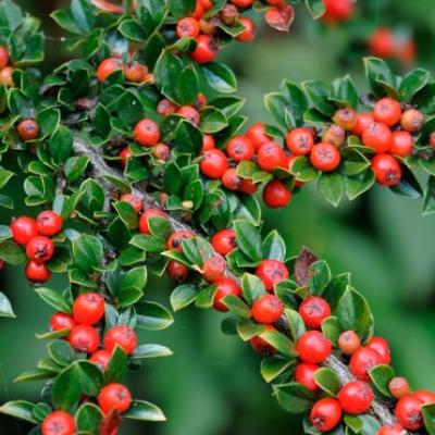 Cotoneaster horizontalis